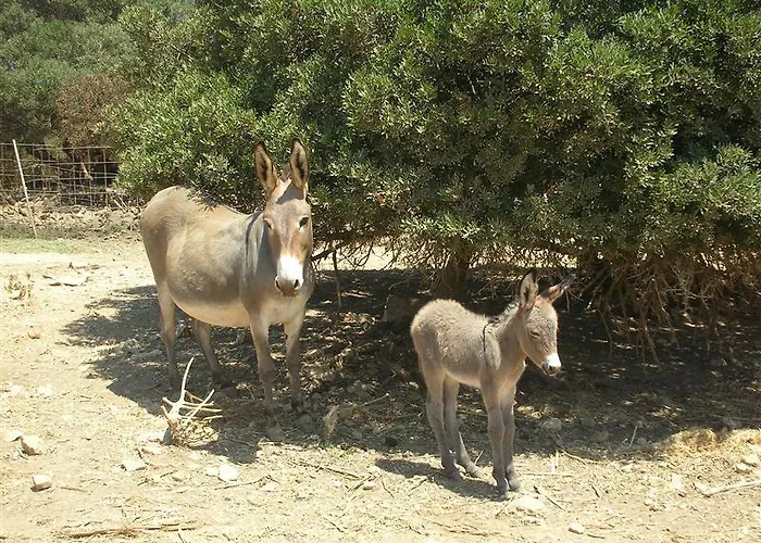 Podere Monte Sixeri - Le Residenze *